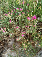 Lampranthus densifolius