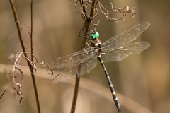 Macromia pacifica × taeniolata