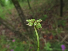 Trifolium carolinianum