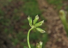 Trifolium carolinianum