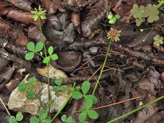 Trifolium carolinianum