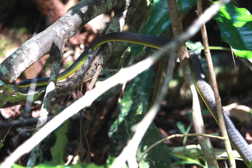 Common Tree Snake sighting