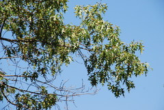 Quercus × willdenowiana