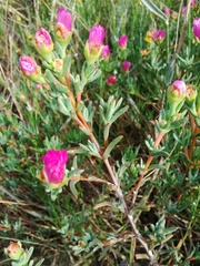 Lampranthus densifolius