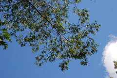 Quercus × willdenowiana