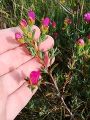 Lampranthus densifolius