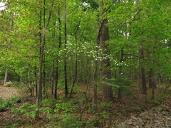 Crataegus padifolia
