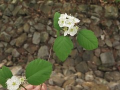 Crataegus padifolia