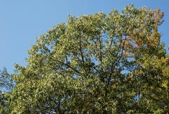 Quercus × willdenowiana