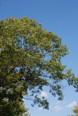 Quercus × willdenowiana