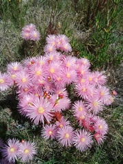 Lampranthus densifolius