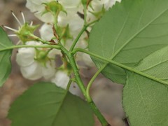 Crataegus padifolia