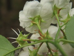 Crataegus padifolia