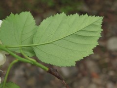 Crataegus padifolia