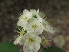 Crataegus padifolia