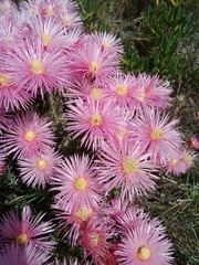 Lampranthus densifolius