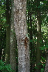 Quercus × willdenowiana