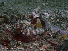 Amphioctopus
