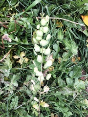 Thlaspi arvense