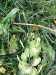 Thlaspi arvense