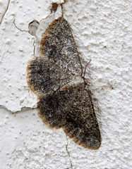 Gnophini