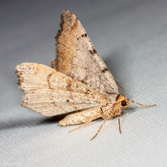 Macaria adonis
