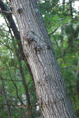 Quercus × willdenowiana