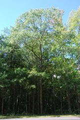 Quercus × willdenowiana