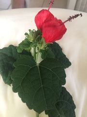 Malvaviscus arboreus drummondii