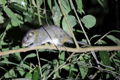 Amazon Bamboo Rat photo 1