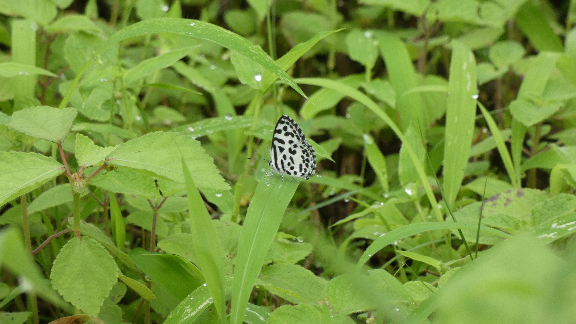 Common Pierrot