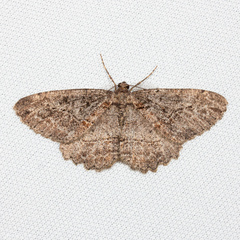 Neoalcis californiaria