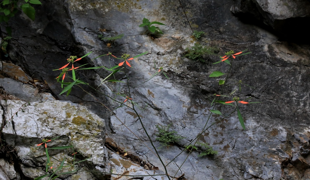 Euphorbia hormorrhiza