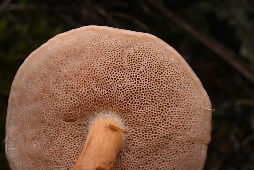 Fistulinella viscida