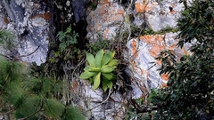 Agave mitis