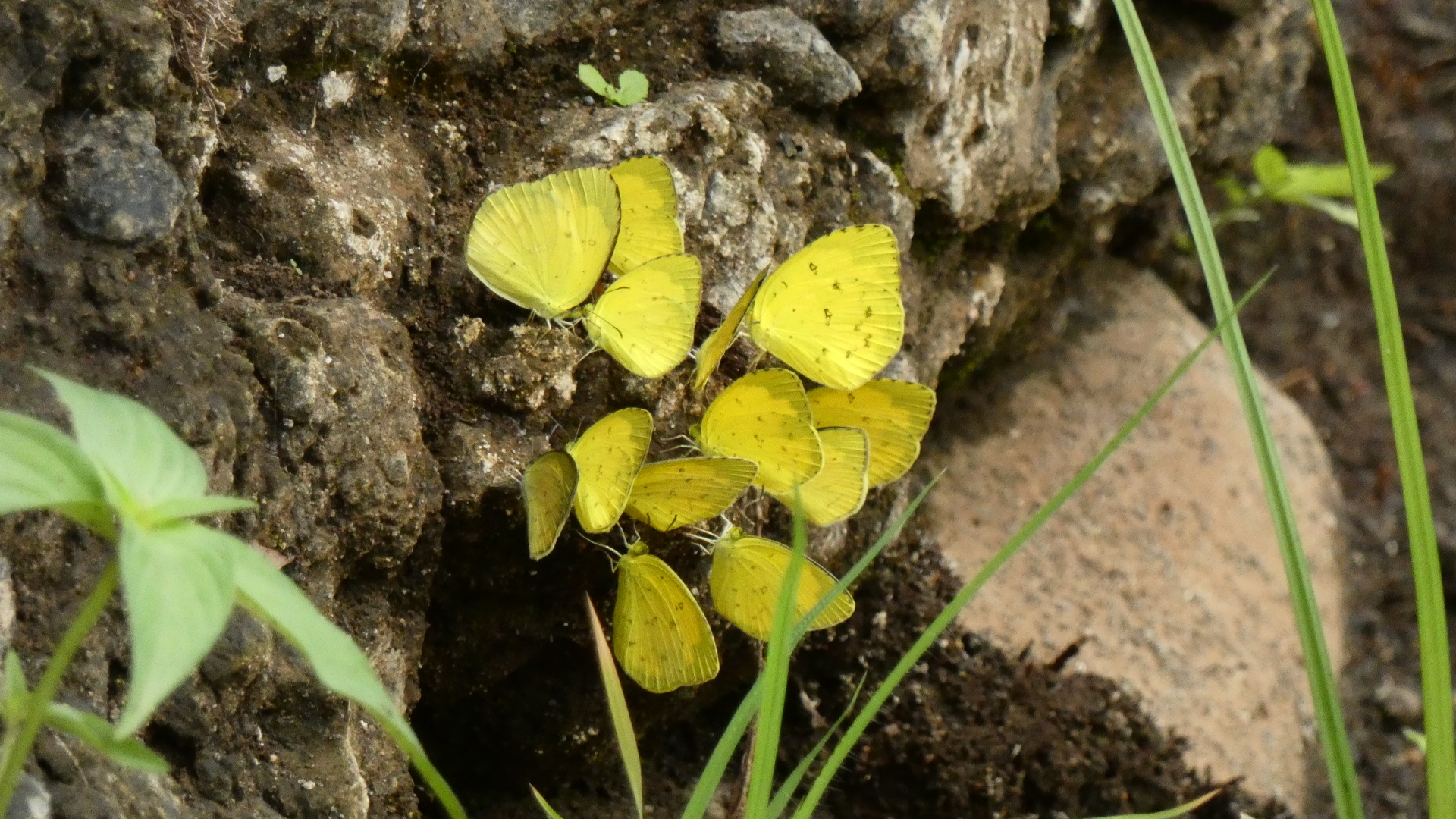 Common Grass Yellow