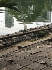 Bubulcus ibis