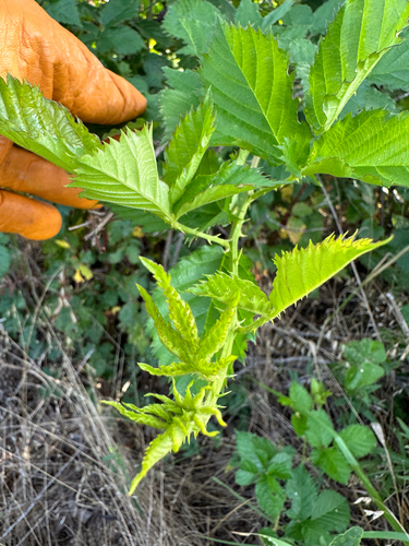 Oklahoma blackberry (Rubus oklahomus)