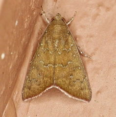Anomis illita