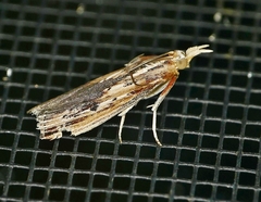 Ancylostomia stercorea