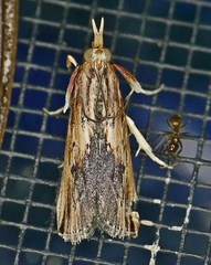 Ancylostomia stercorea