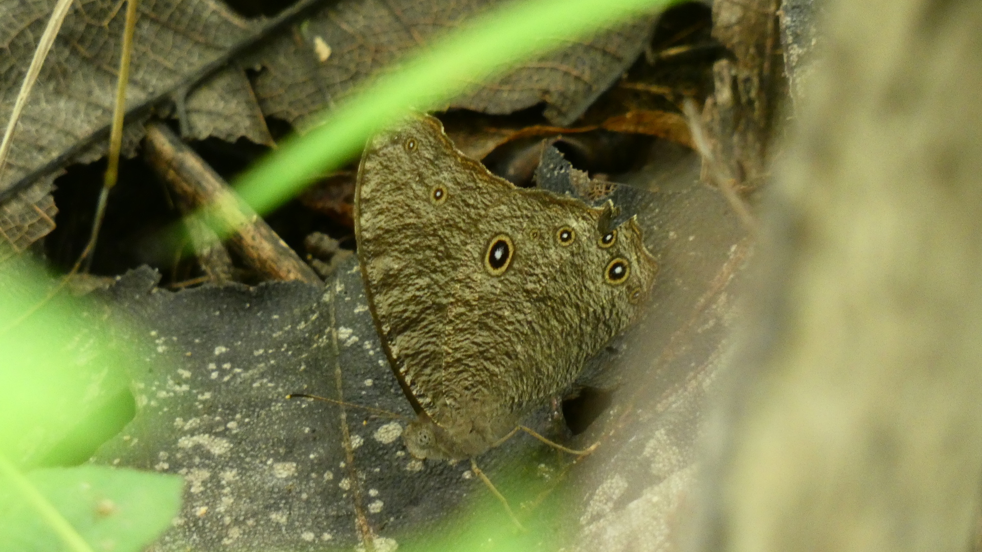 Common Evening Brown