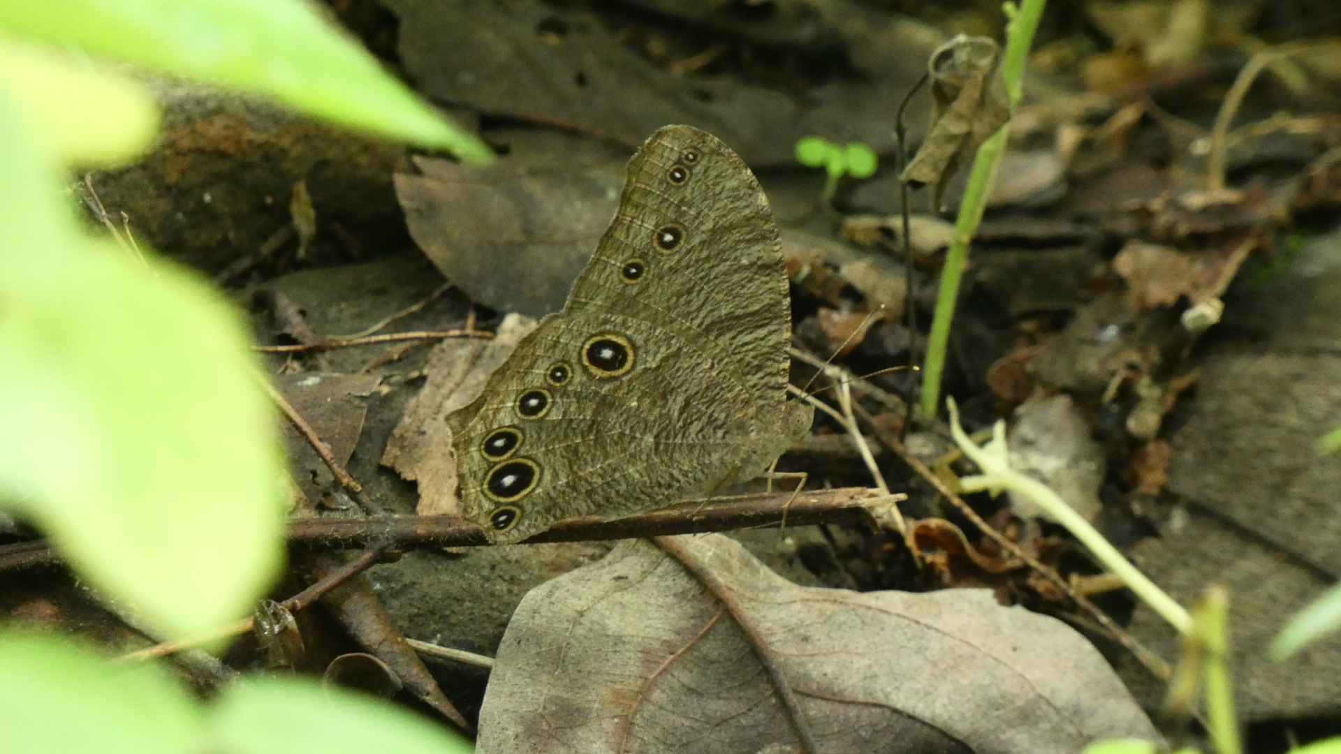 Common Evening Brown