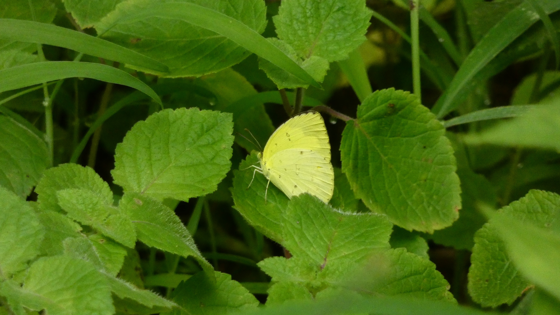 Common Grass Yellow