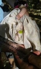 Cyptochirus ambiguus