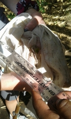Cyptochirus ambiguus