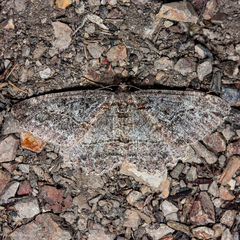 Neoalcis californiaria