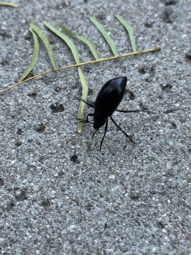 Eleodes longicollis photo 6