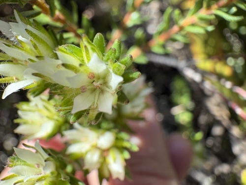 Rosemary Buchu (Agathosma rosmarinifolia)
