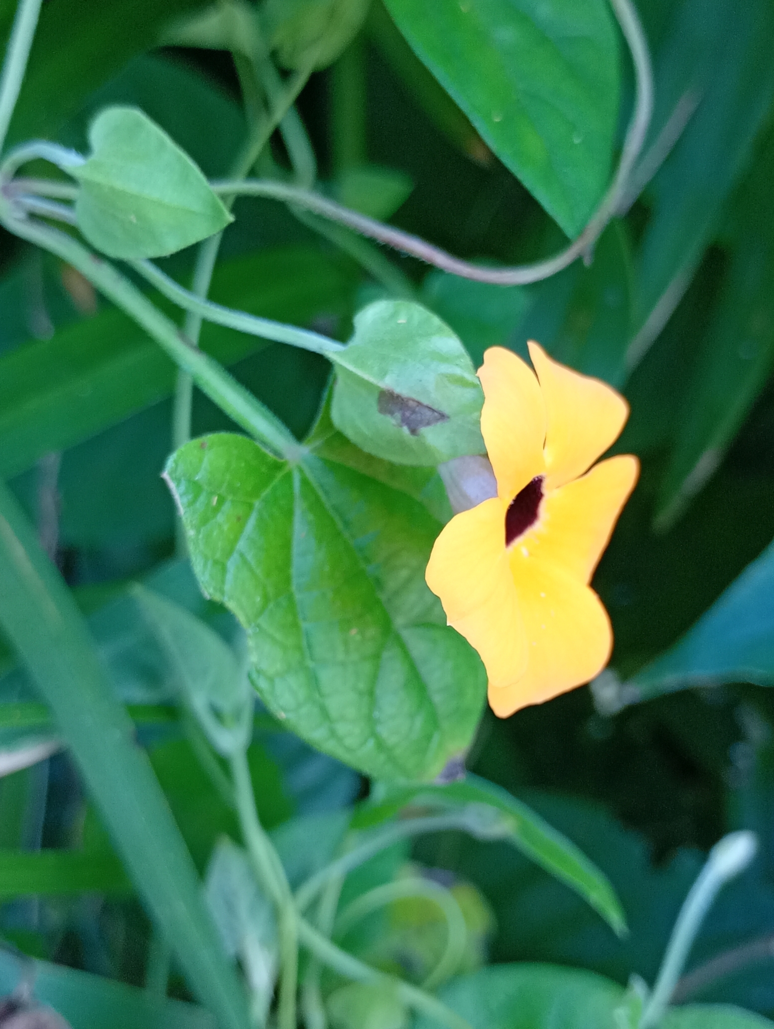 Thunbergia alata